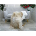 Icelandic Single Sheepskin Rug G660 Icelandic Single Sheepskin Rug G660