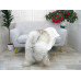 Icelandic Single Sheepskin Rug G663 Icelandic Single Sheepskin Rug G663