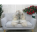 Icelandic Single Sheepskin Rug G663 Icelandic Single Sheepskin Rug G663