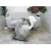 Icelandic Single Sheepskin Rug G664 Icelandic Single Sheepskin Rug G664