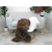 Icelandic Single Sheepskin Rug G665 Icelandic Single Sheepskin Rug G665