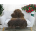 Icelandic Single Sheepskin Rug G667 Icelandic Single Sheepskin Rug G667