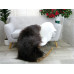 Icelandic Single Sheepskin Rug G668 Icelandic Single Sheepskin Rug G668