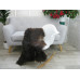 Icelandic Single Sheepskin Rug G669 Icelandic Single Sheepskin Rug G669