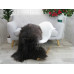 Icelandic Single Sheepskin Rug G670