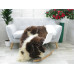 Genuine Jacob Sheepskin Rug J351