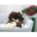 Genuine Jacob Sheepskin Rug J351