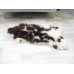 Genuine Jacob Sheepskin Rug J354