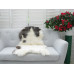 Genuine Jacob Sheepskin Rug J357