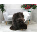British Herdwick Sheepskin Rug J379