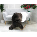 British Herdwick Sheepskin Rug J381