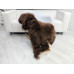 SINGLE JACOB SHEEPSKIN RUG J703 SINGLE JACOB SHEEPSKIN RUG J703