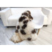 WHITE DARK BROWN JACOB SHEEPSKIN RUG J707 WHITE DARK BROWN JACOB SHEEPSKIN RUG J707