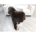 DARK BROWN WHITE JACOB SHEEPSKIN RUG J708