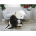 Genuine Greek Long Hair Goat Hide Go422